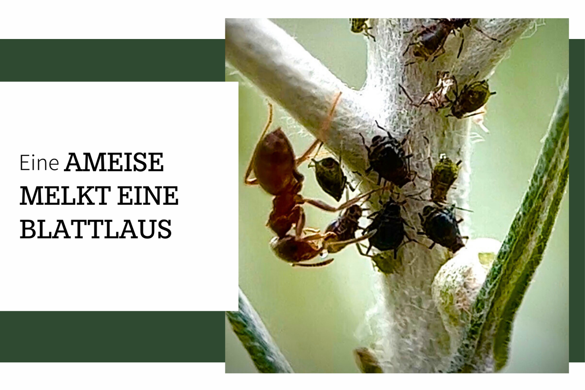 Eine Ameise melkt eine Blattlaus