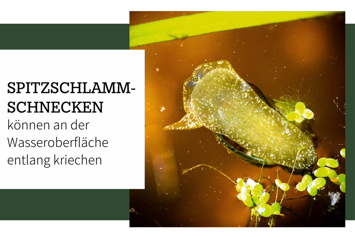 Eine Schnecke kriecht unter der Wasseroberfläche