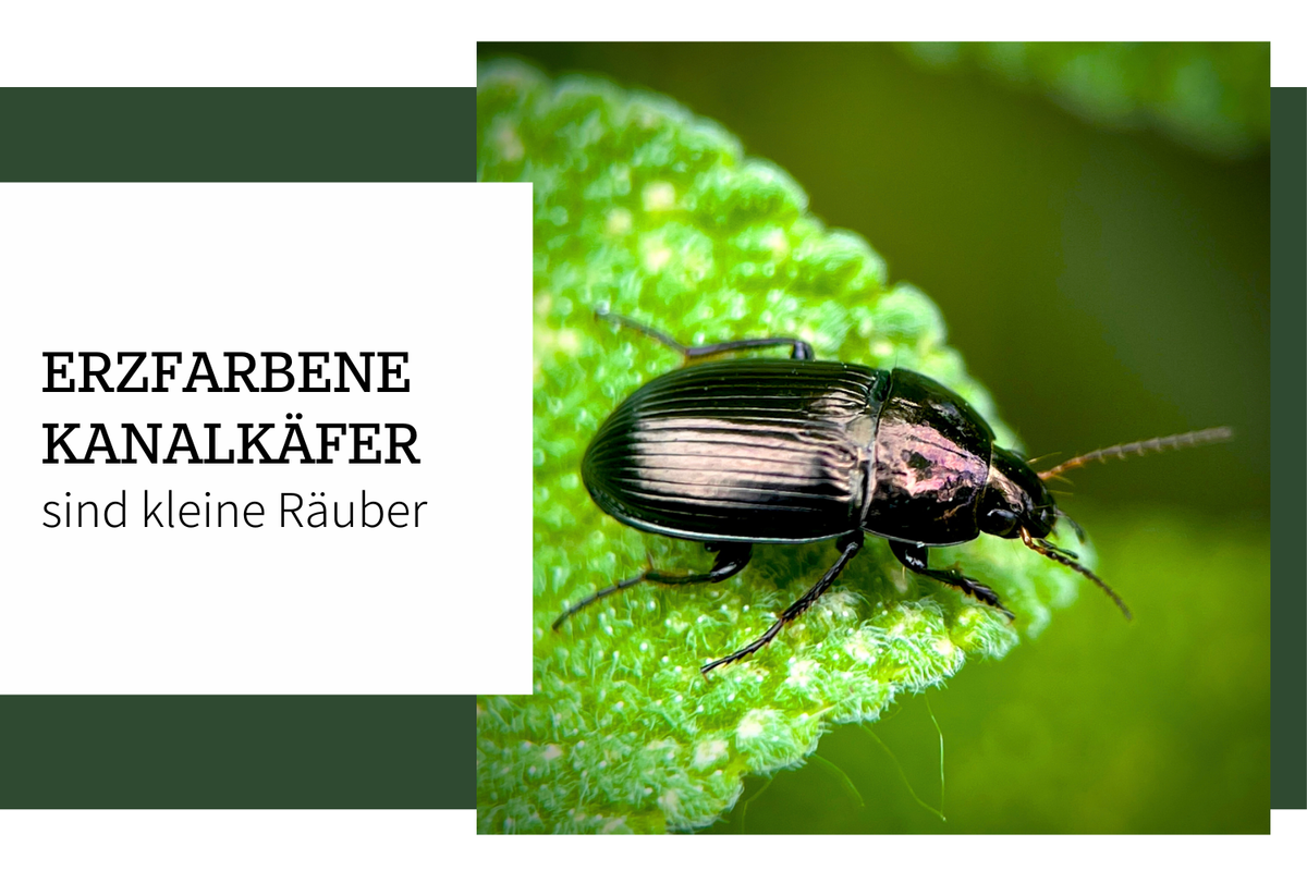 Erzfarbene Kanalkäfer – Ein kleiner Räuber – Moos & Meer
