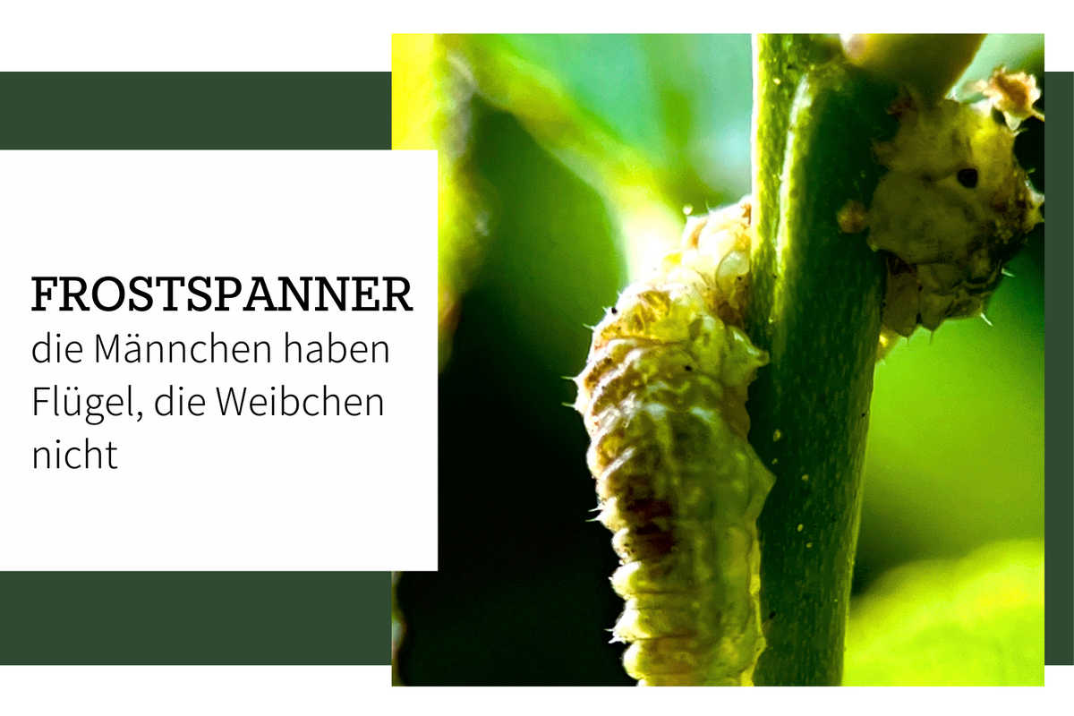 Frostspanner-Raupe – Ein unscheinbarer, aber faszinierender Falter