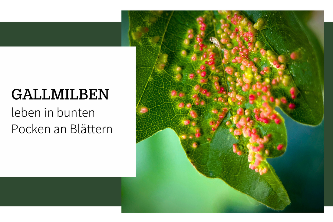 Gallmilben – bunte Pocken an Ahornblättern