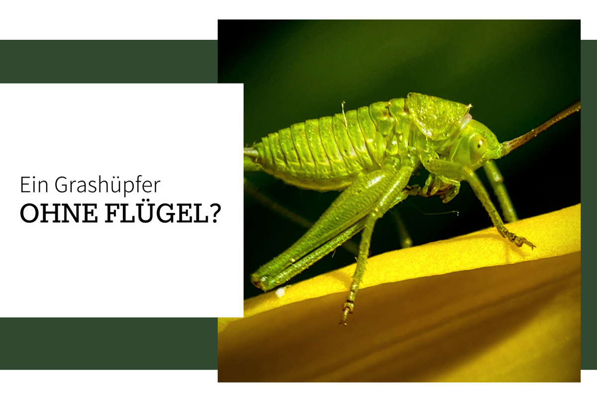 Grashüpfer ohne Flügel: Die faszinierende Entwicklung der Heuschrecken