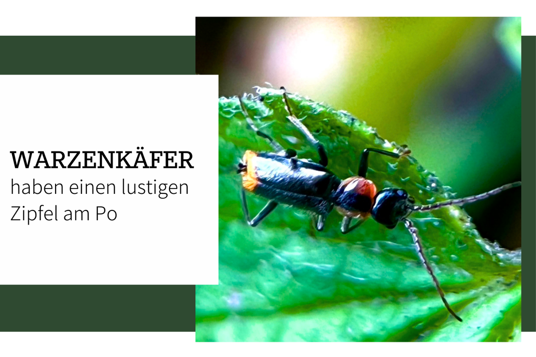 Kleiner Warzenkäfer mit Zipfel am Po