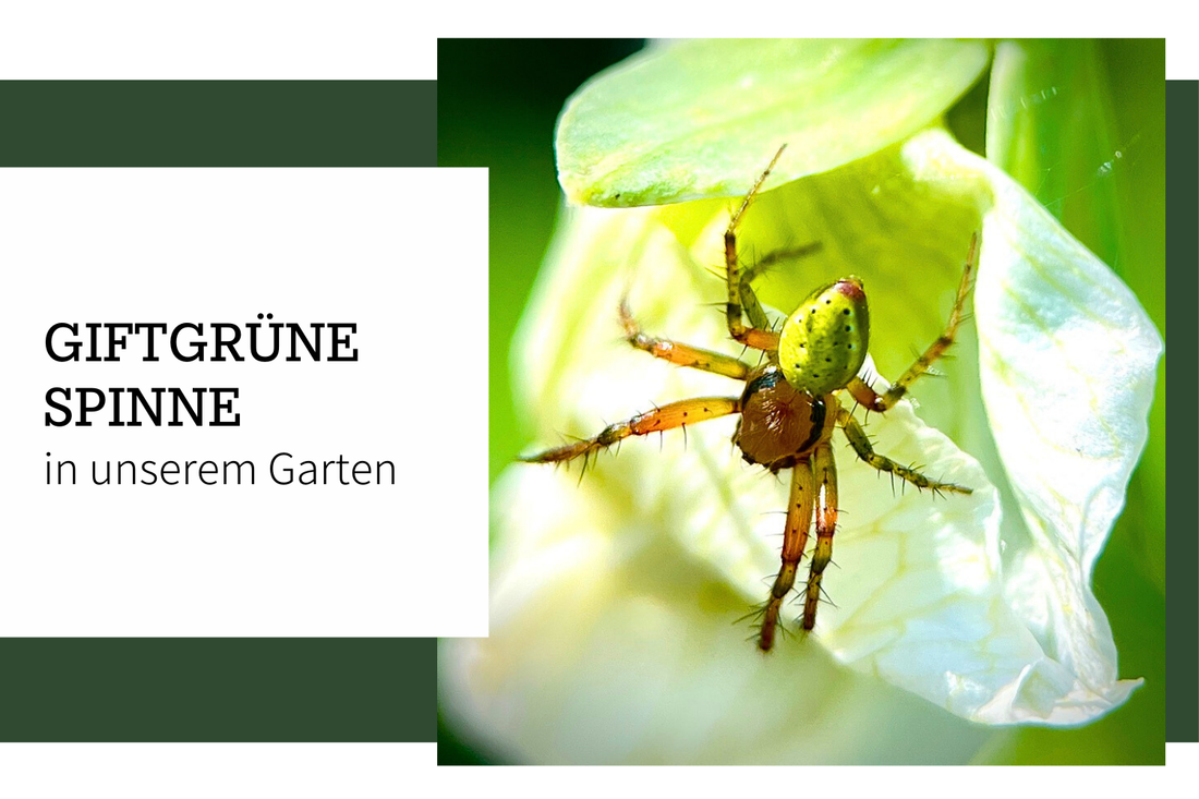 Eine giftgrüne Spinne in unserem Garten