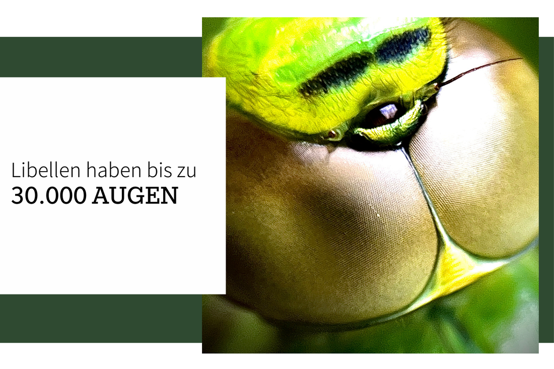 Libellen haben bis zu 30.000 Augen