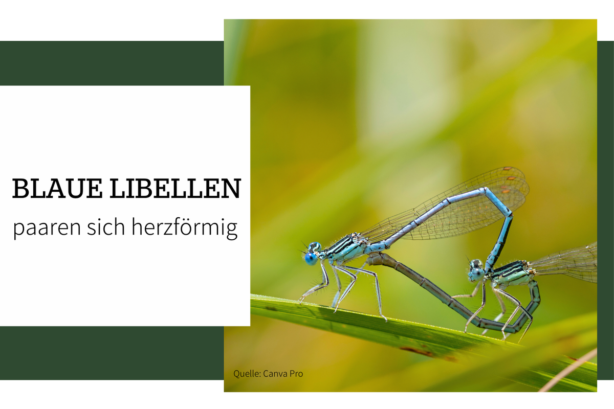 Libellen-Paarung: Ein faszinierendes Naturschauspiel