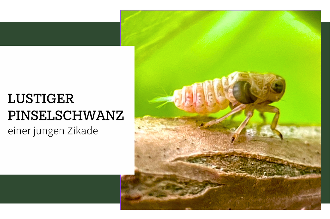 Lustiger Pinselschwanz einer jungen Zikade