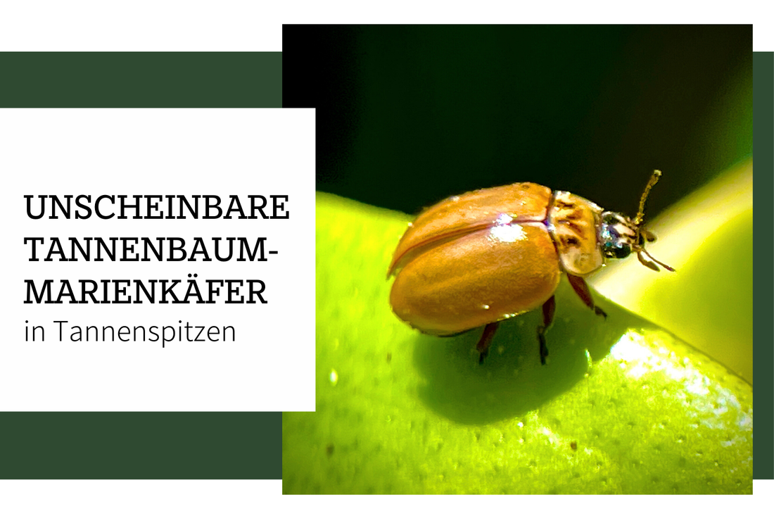 Nadelbaum-Marienkäfer leben in Tannenspitzen