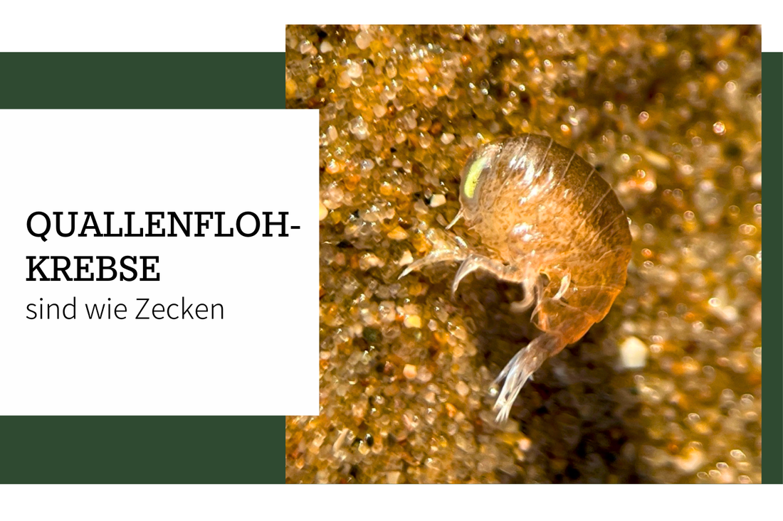 Quallenflohkrebs – Komische Tiere an Quallen entdeckt