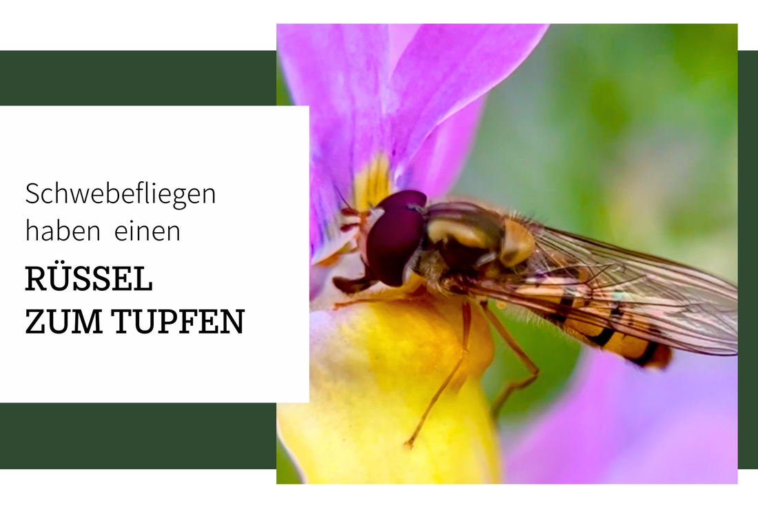 Schwebfliegen haben einen Rüssel zum Tupfen