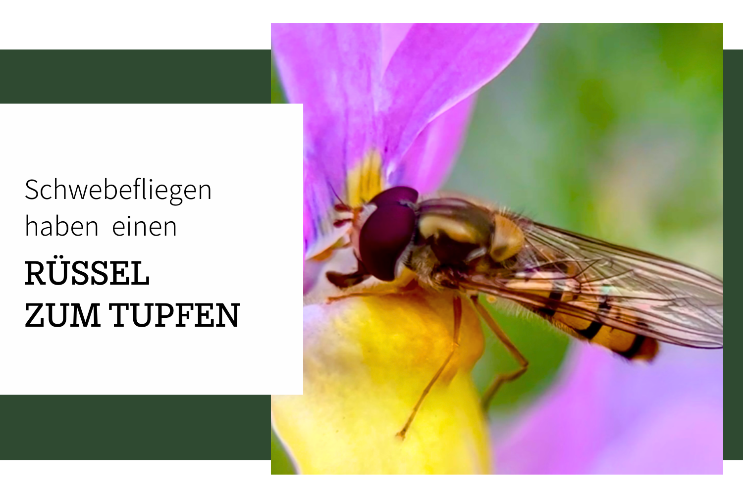 Schwebfliegen haben einen Rüssel zum Tupfen