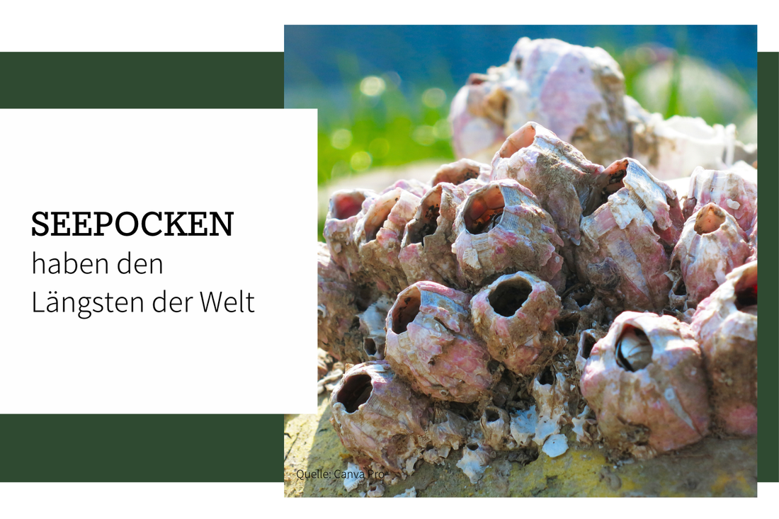 Seepocken: Die erstaunlichen Bewohner des Meeres mit dem längsten Penis der Welt