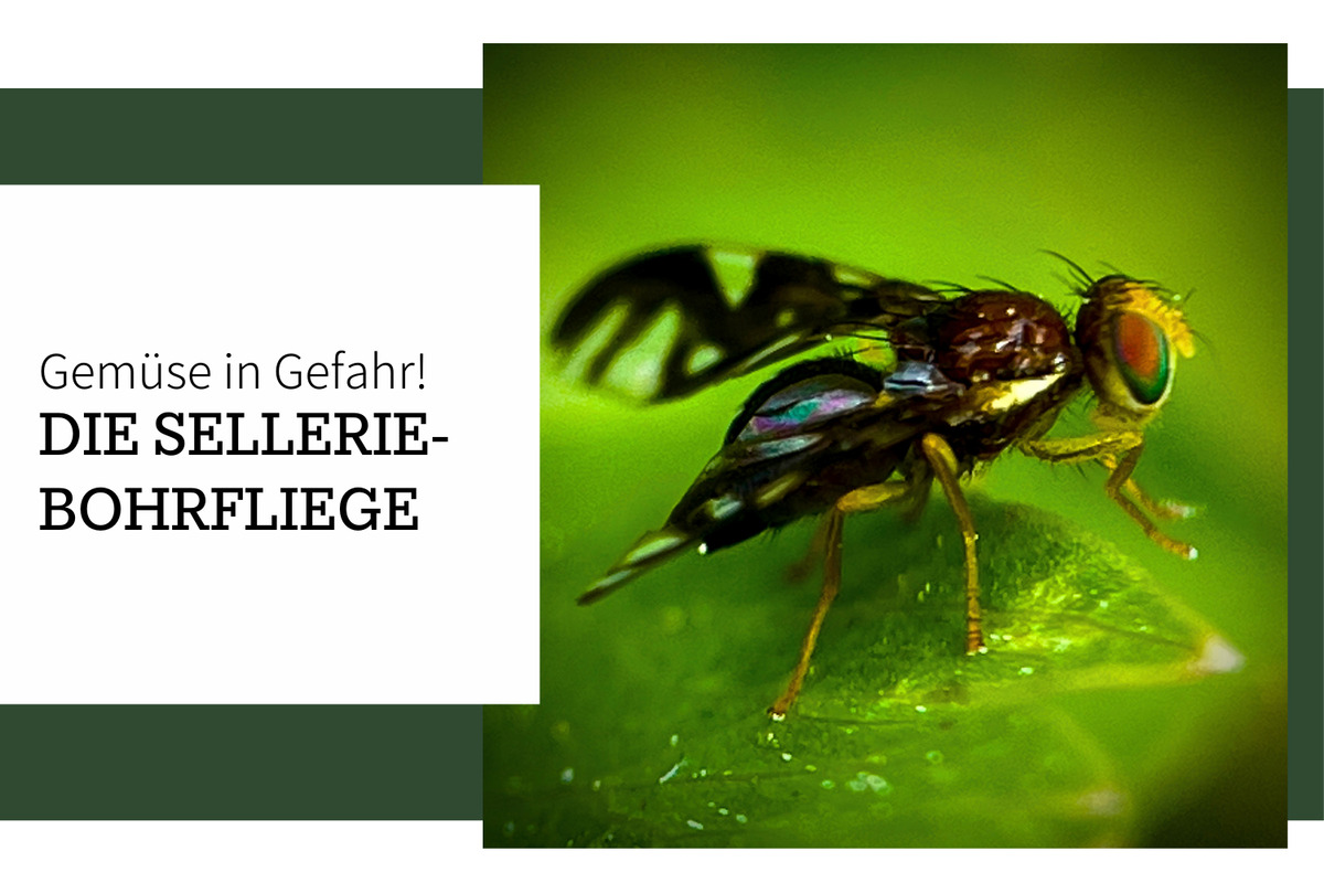 Selleriefliege – Bohrfliege mit gutem Geschmack