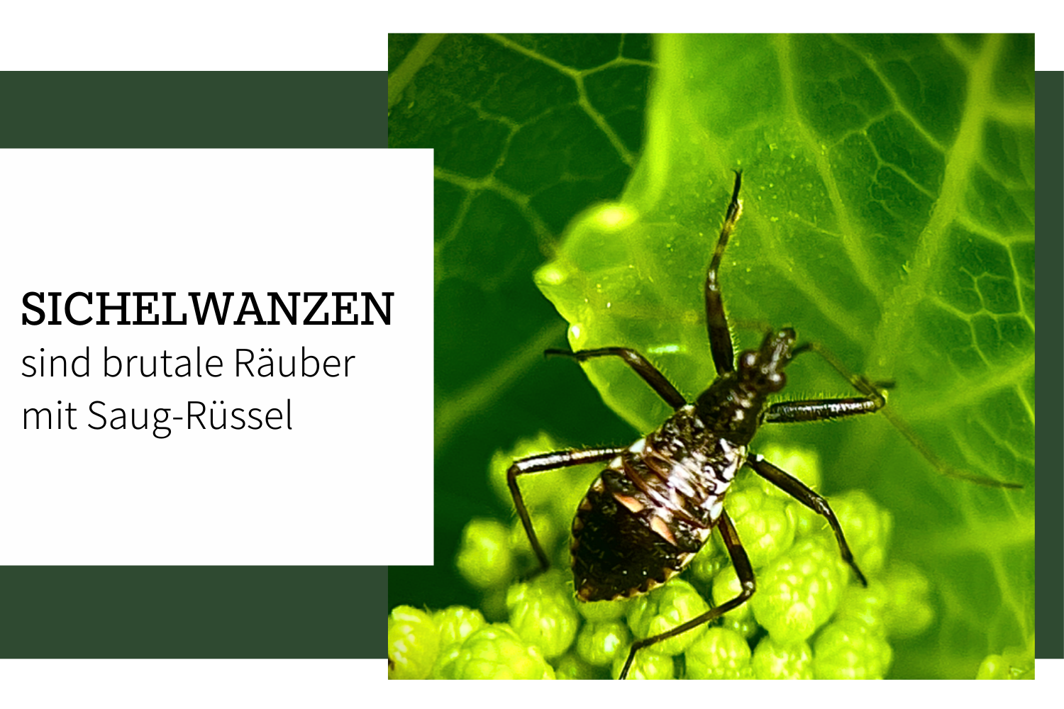 Sichelwanzen – Kleine Räuber mit Rüssel