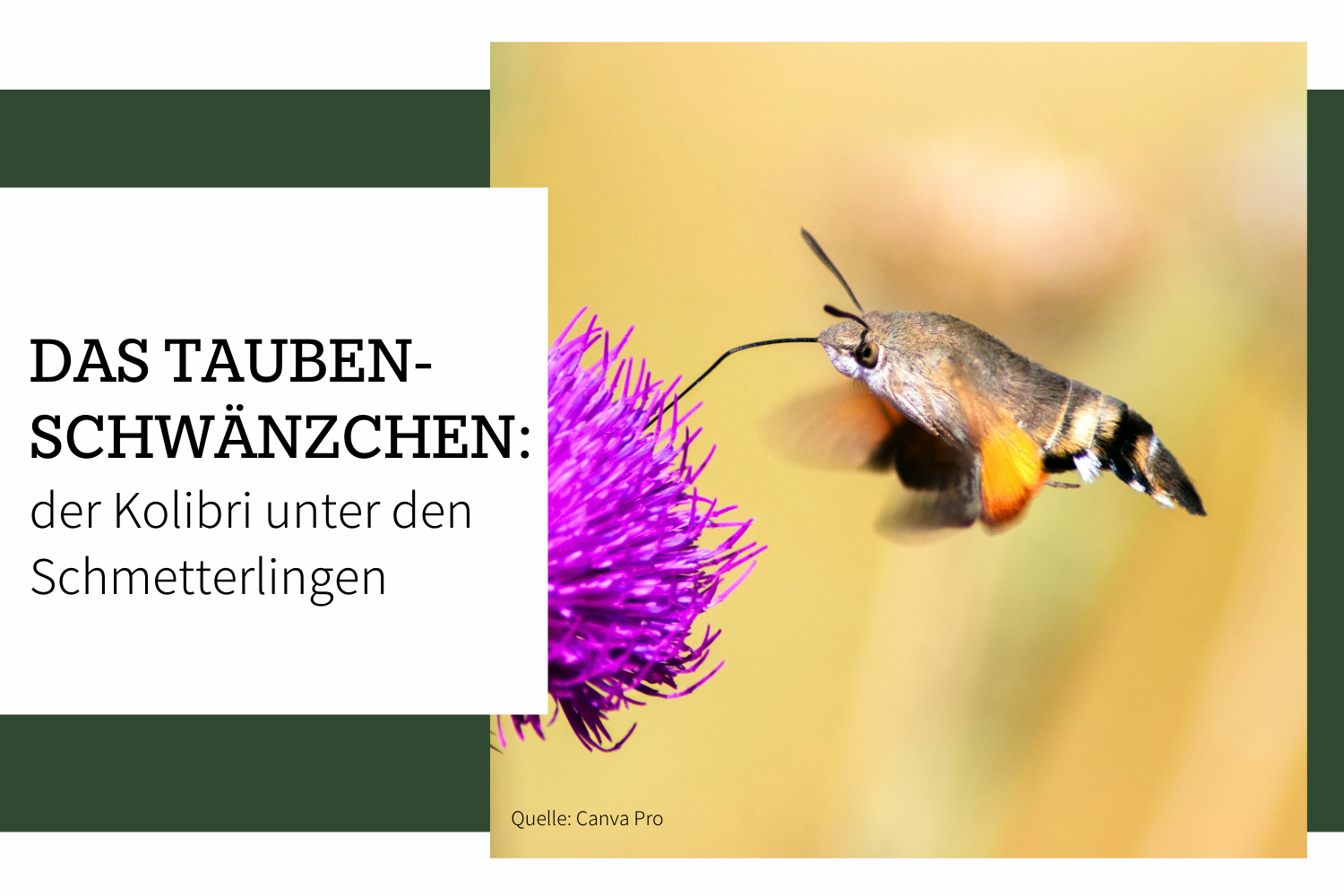 Taubenschwänzchen – Der Kolibri-Schmetterling