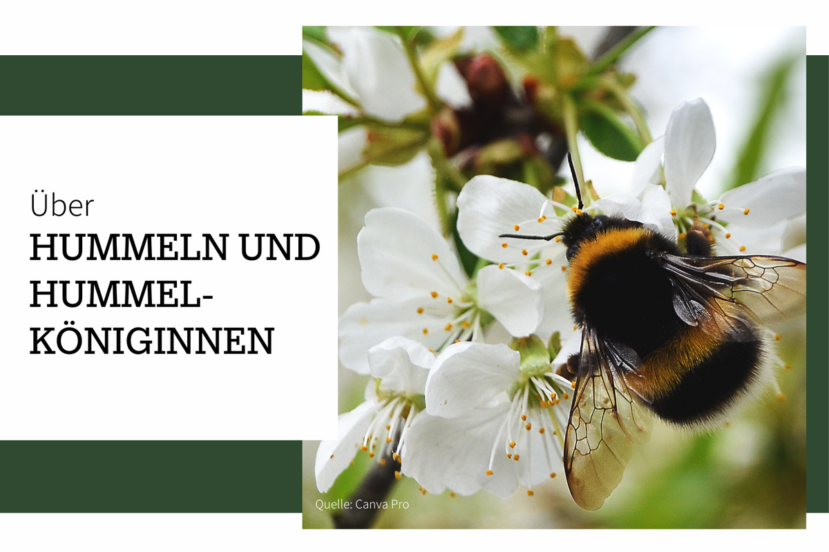 Über Hummeln und Hummelköniginnen