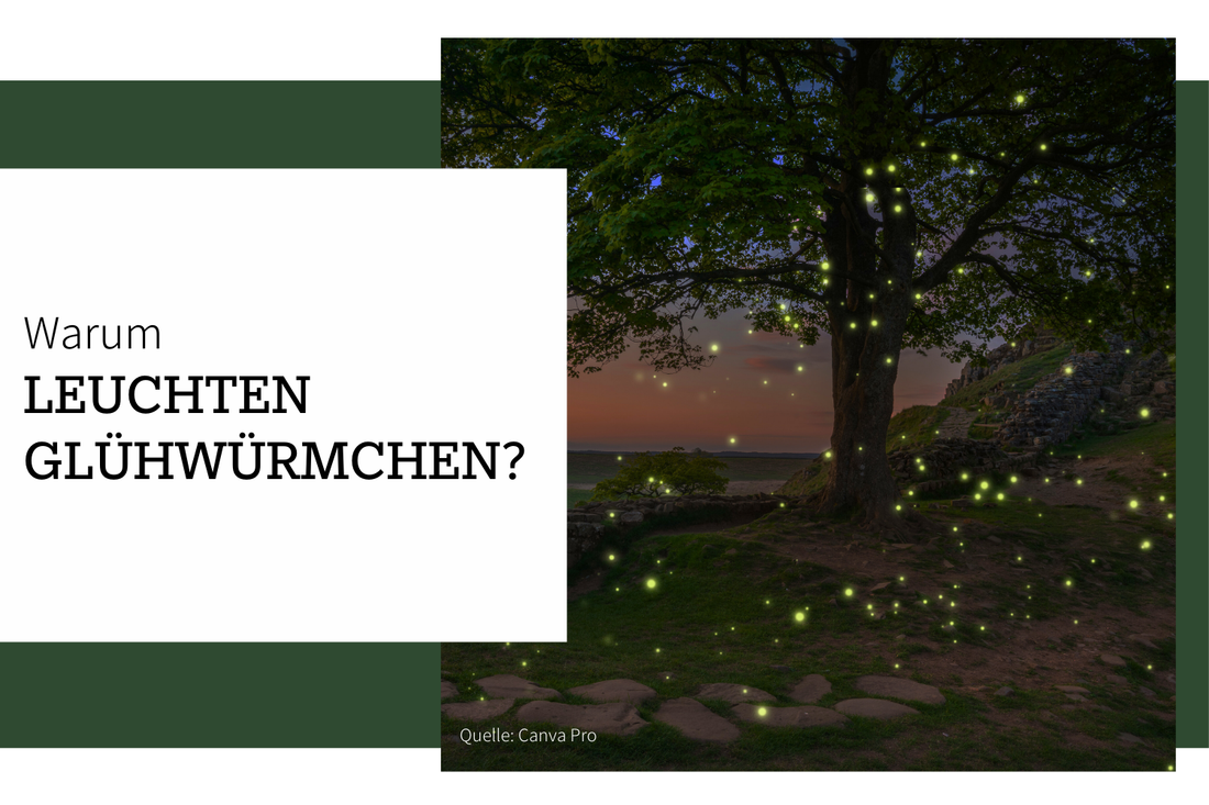 Warum leuchten Glühwürmchen im Dunkeln?