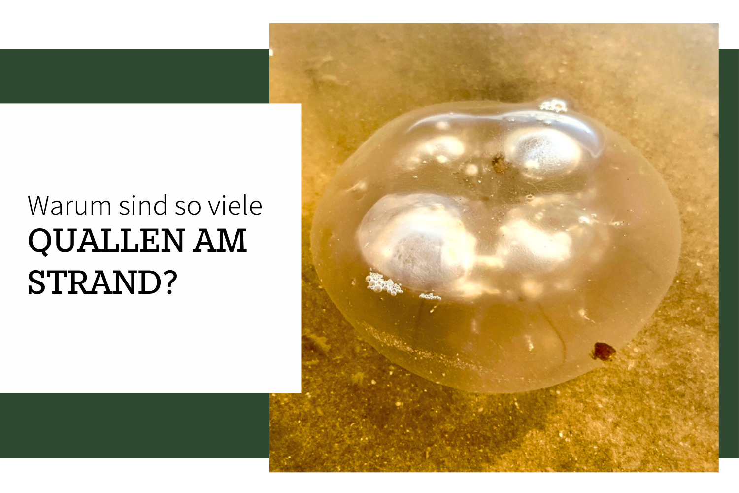 Warum sind manchmal so viele Quallen am Strand?