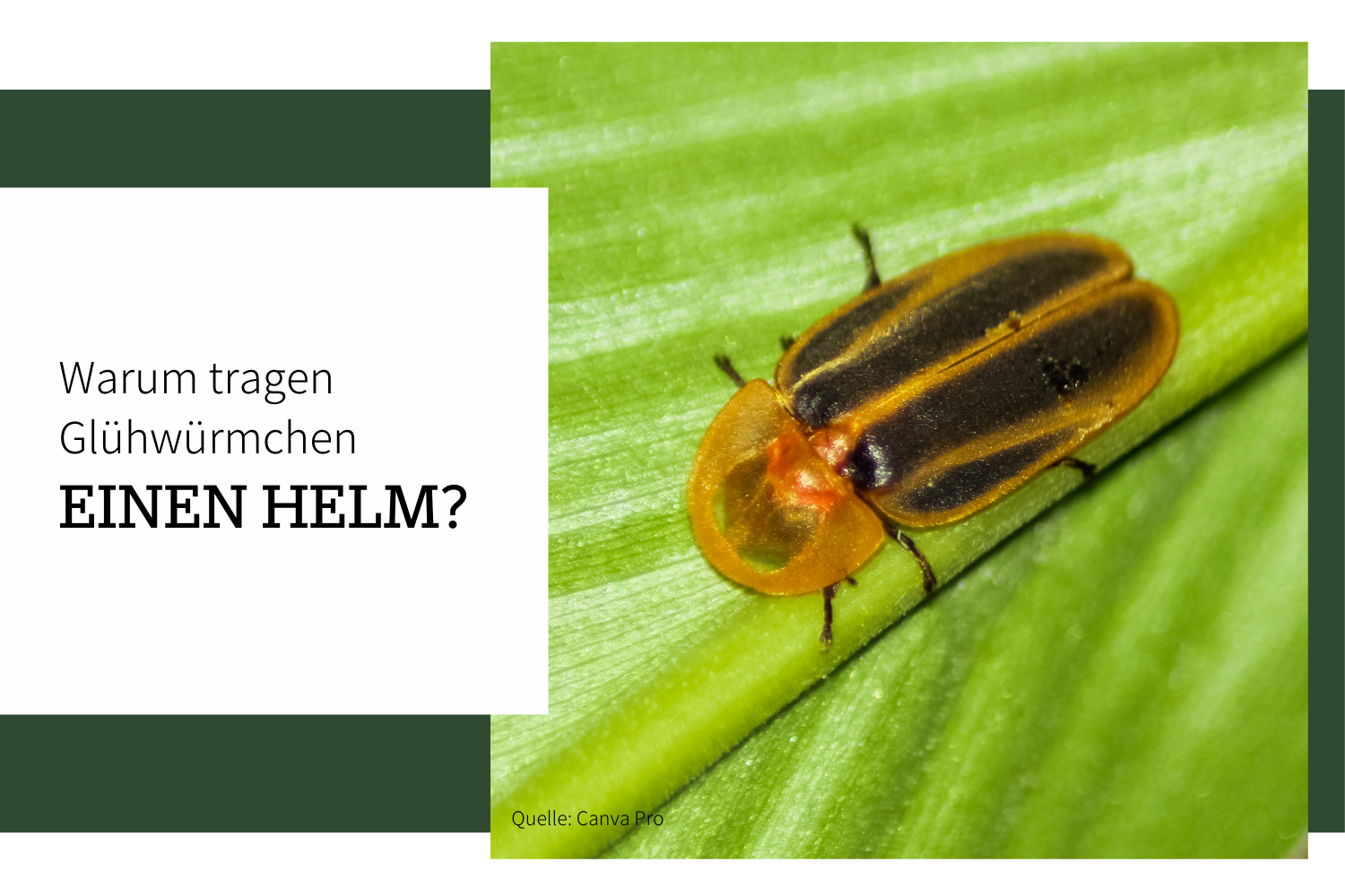 Warum tragen Glühwürmchen einen Helm?