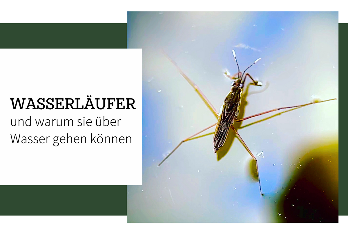 Wasserläufer – Die Kunst, über Wasser zu gehen