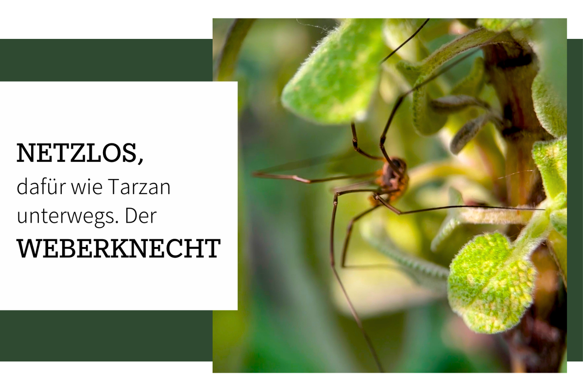 Weberknecht – Wie Tarzan durch die Pflanzenwelt