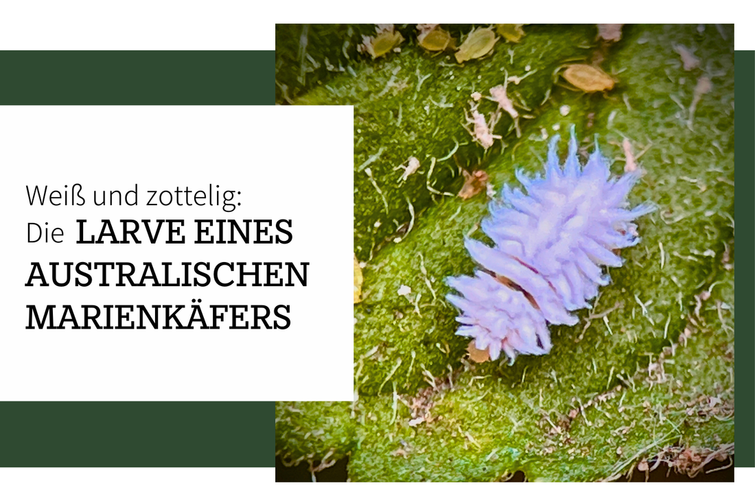 Weiß und zottelig – Die Larve des australischen Marienkäfers
