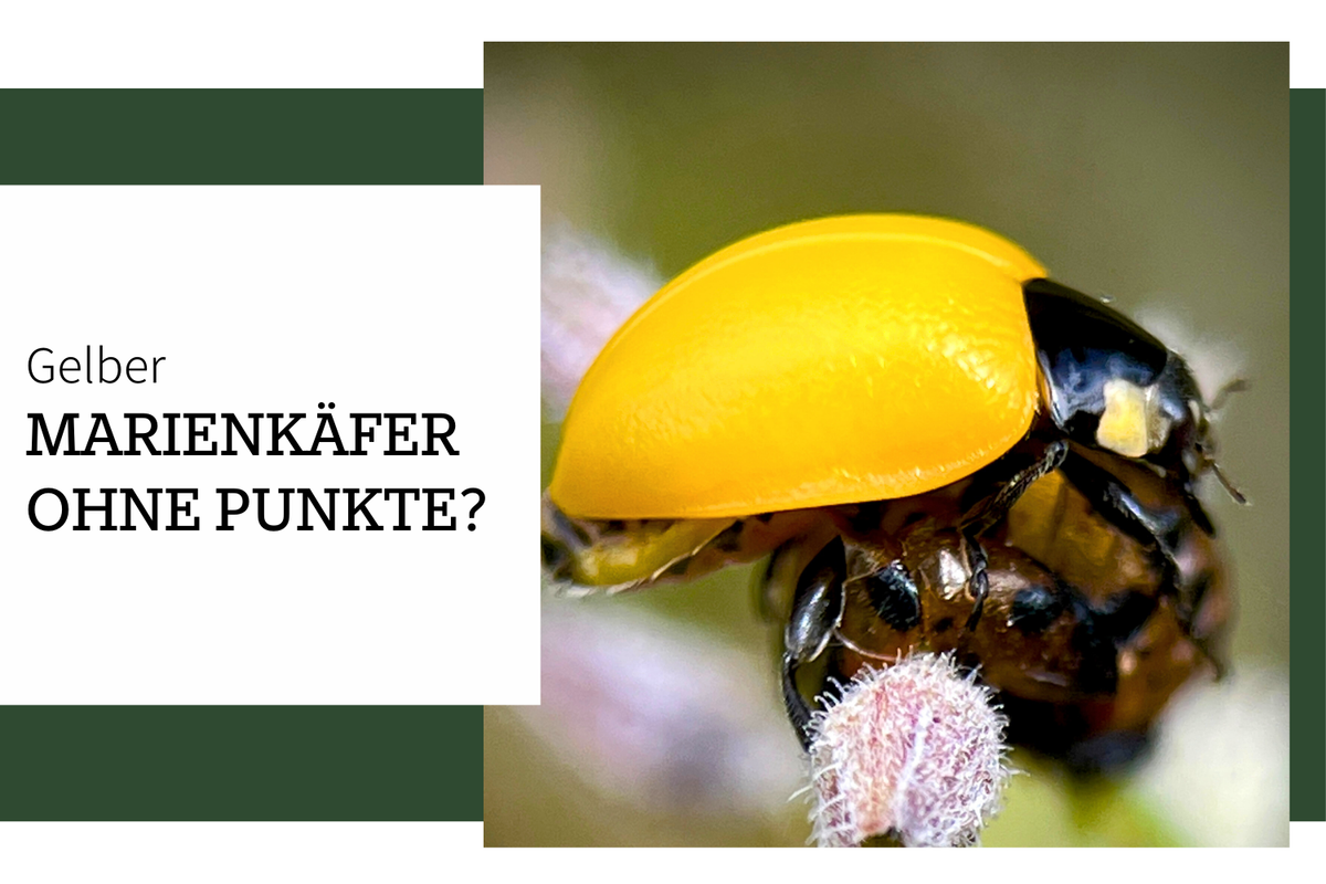 Wie bekommt ein Marienkäfer seine Punkte?