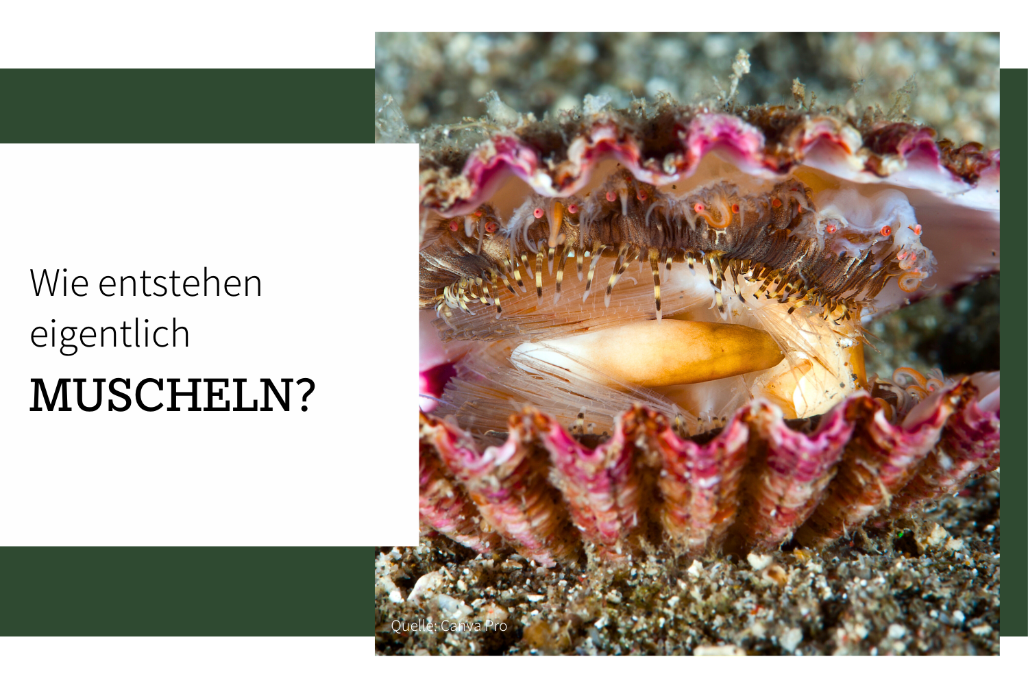 Wie entstehen eigentlich Muscheln?