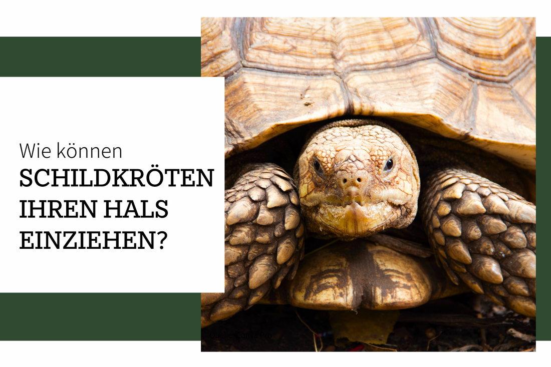 Wie können Schildkröten ihren Hals einziehen?