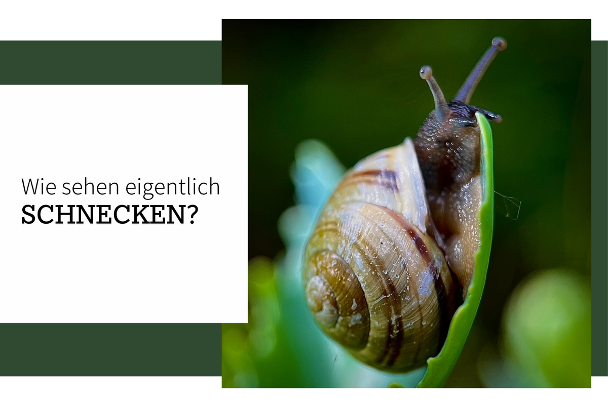 Wie sehen eigentlich Schnecken?