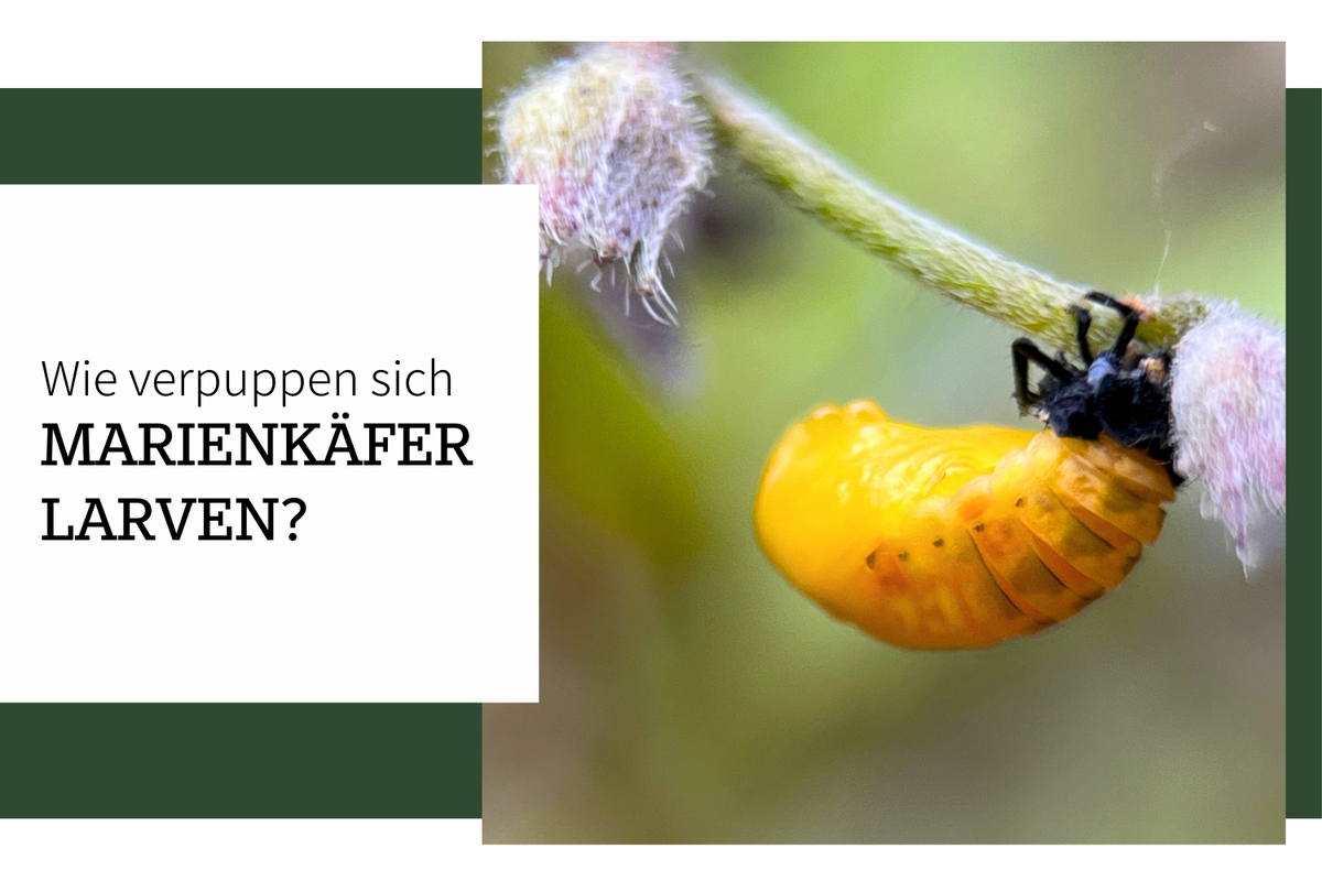 Wie verpuppt sich eine Marienkäferlarve?