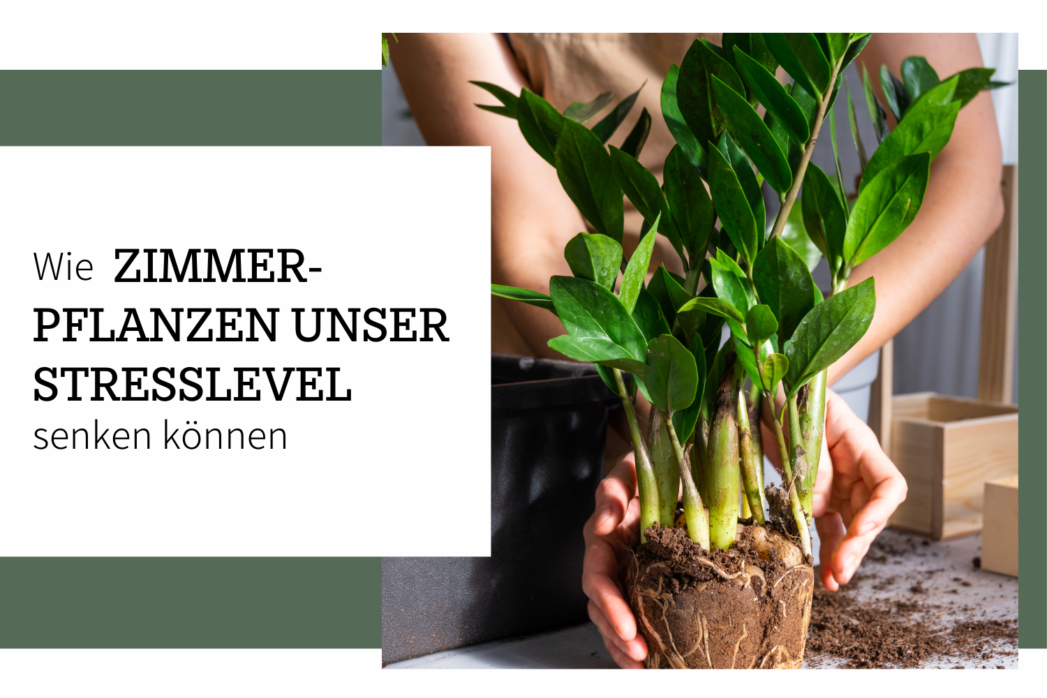 Wissenschaftlich belegt:  Wie Pflanzen unser Stresslevel senken können