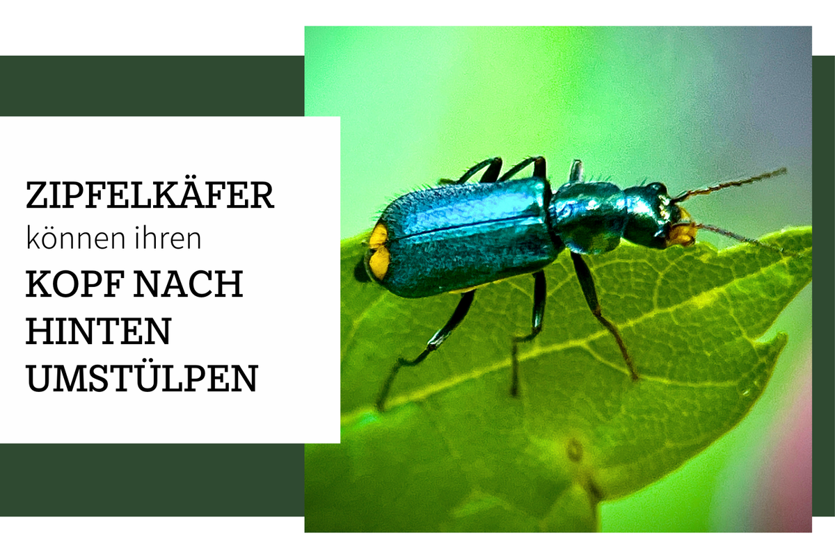Zipfelkäfer können ihren Kopf nach hinten umstülpen und aufklappen