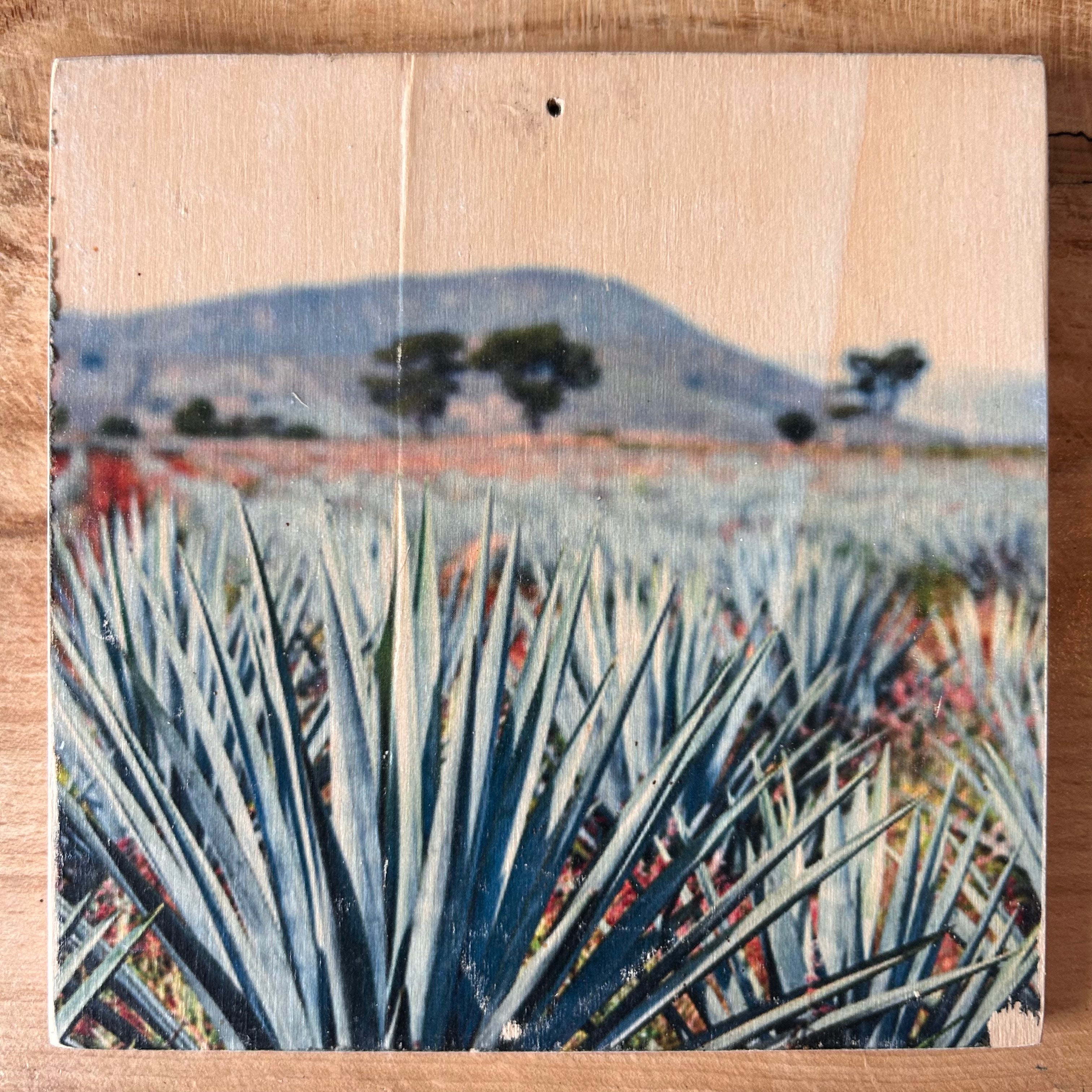 Agaven in einer wüstenähnlichen Landschaft - mit roter Erde und im Hintergrund vereinzelnd Bäume und Berge. Format 15x15cm. Handgefertigter Fotodruck auf Holz 