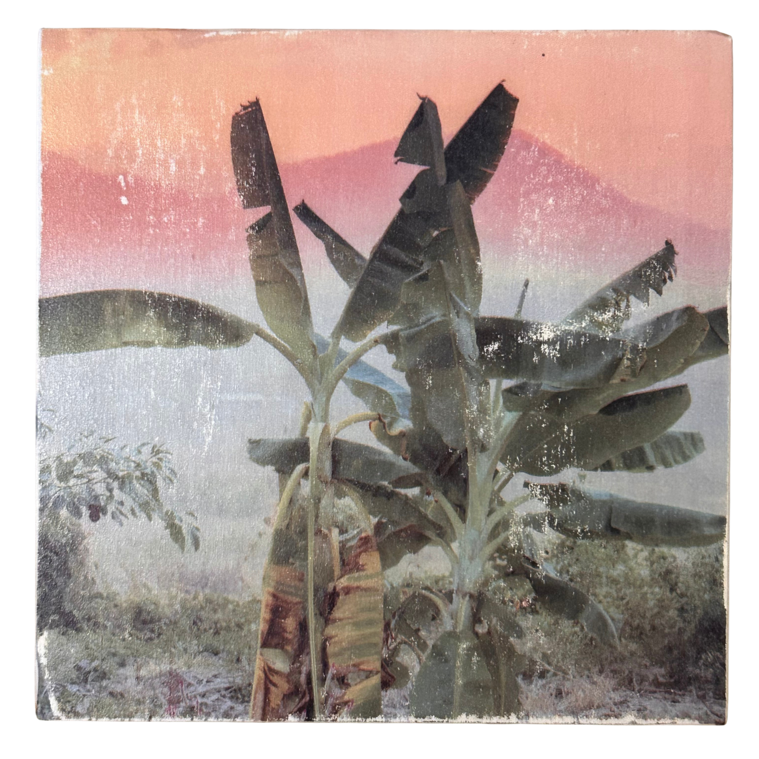 Holzbild "Bananenpalmen" - 15x15cm | Handgemachter Foto-Transfer auf Holz