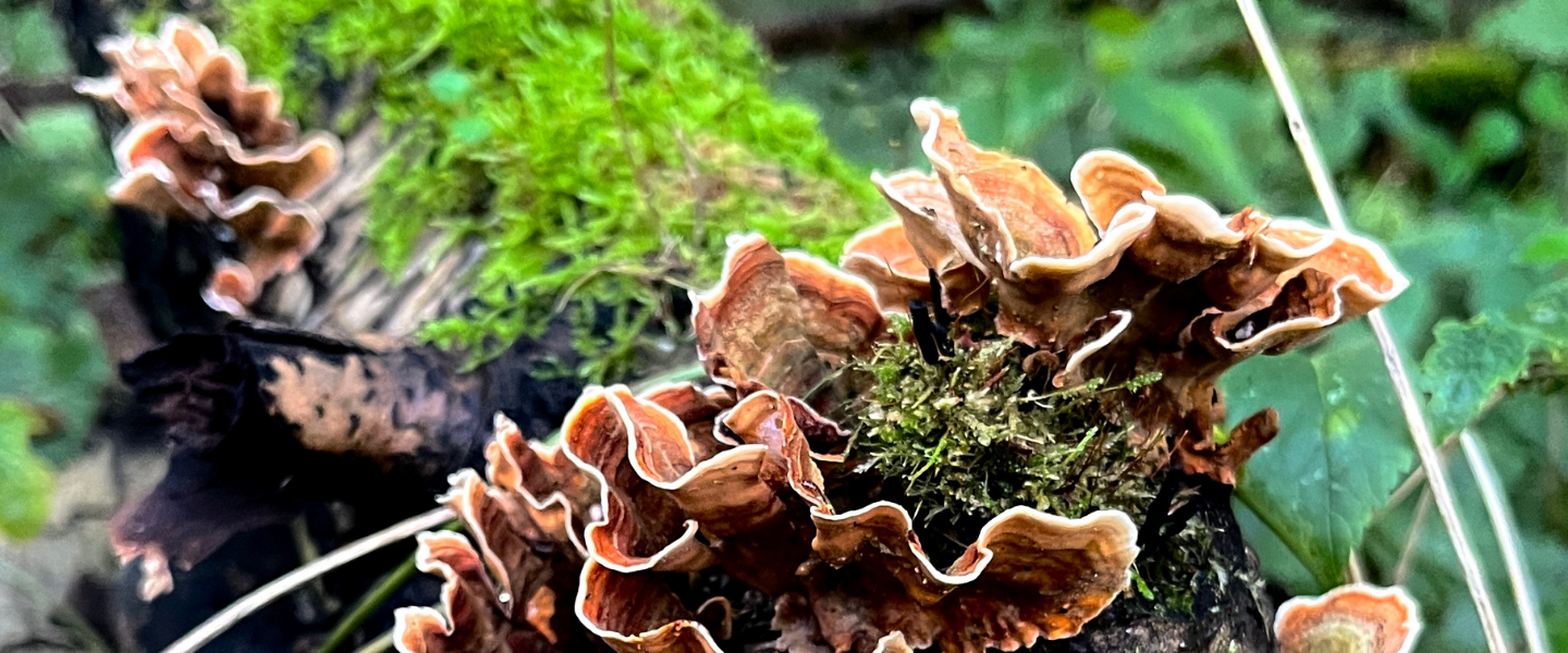 Baumpilze die auf einem umgefallenen Baumstamm wachsen. 