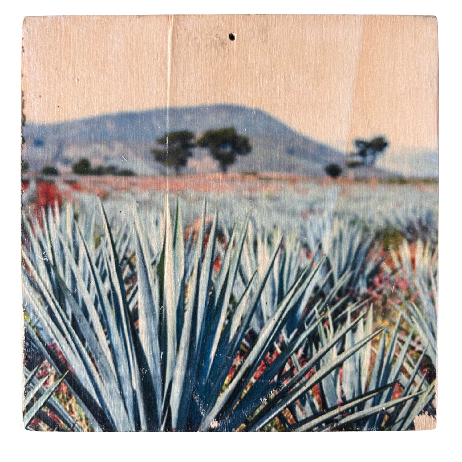 Agaven in einer wüstenähnlichen Landschaft - mit roter Erde und im Hintergrund vereinzelnd Bäume und Berge. Format 15x15cm. Handgefertigter Fotodruck auf Holz 
