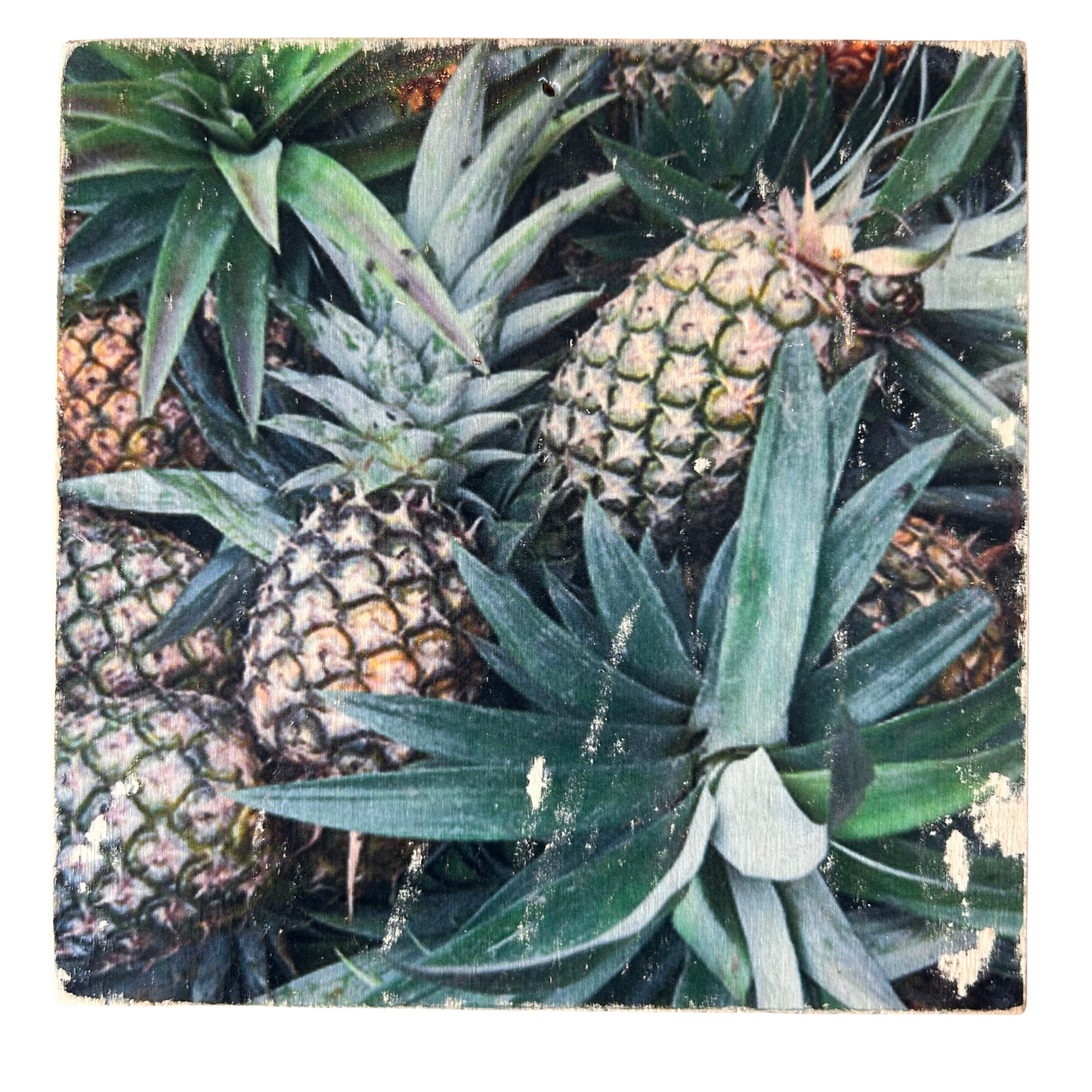 Holzbild mit mehreren Ananas-Früchten, die auf dem Markt quer übereinander liegen. Mit grünen Blättern wir Palmen. Format 15x15cm. Handgefertigter Fotodruck auf Holz 