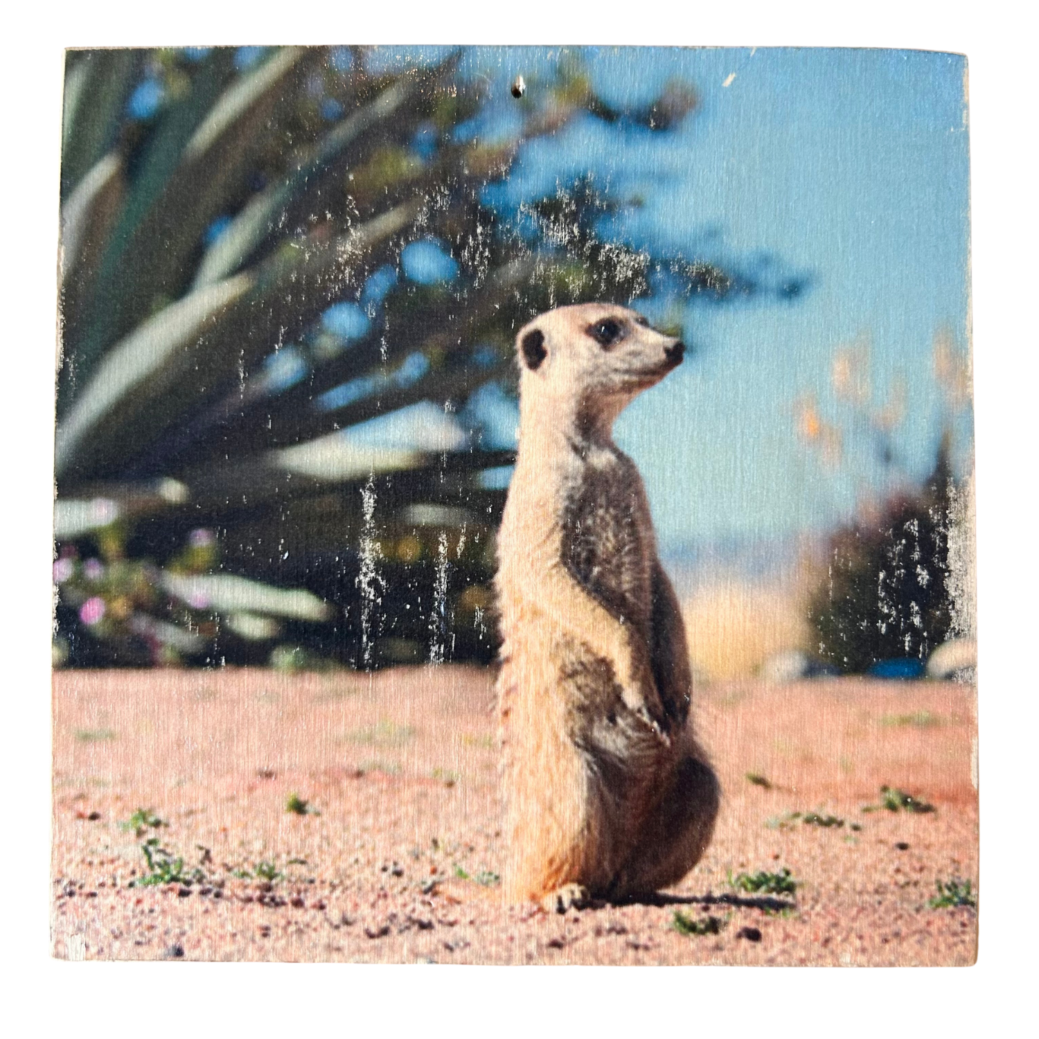 Holzbild mit Ermännchen, das in einer Wüstenlandschaft steht im Format 15x15c. Handgefertigter Fotodruck auf Holz 