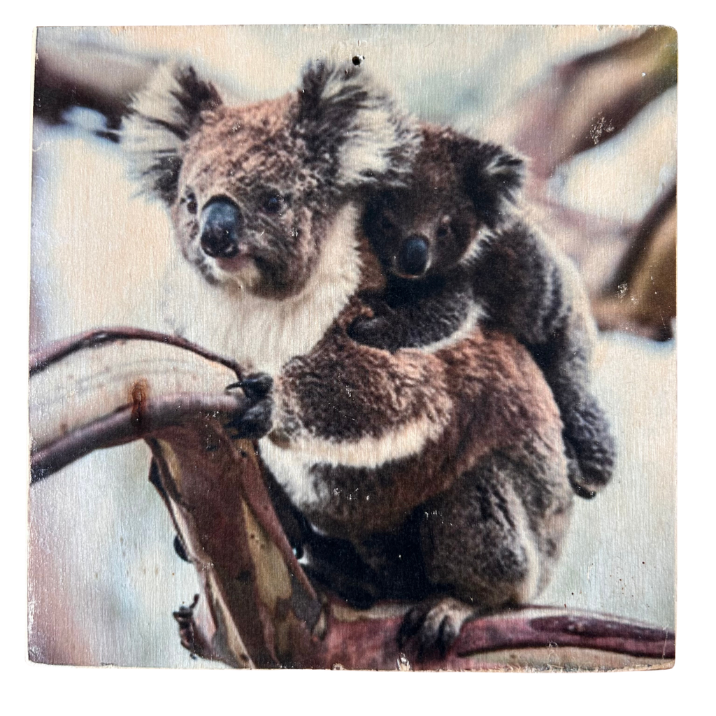 Holzbild mit Motiv: Eine Koala Mutter und ihr Kleines Koalababy auf dem Rücken sitzen auf einem Ast. Format 15x15cm. Handgefertigter Fotodruck auf Holz 