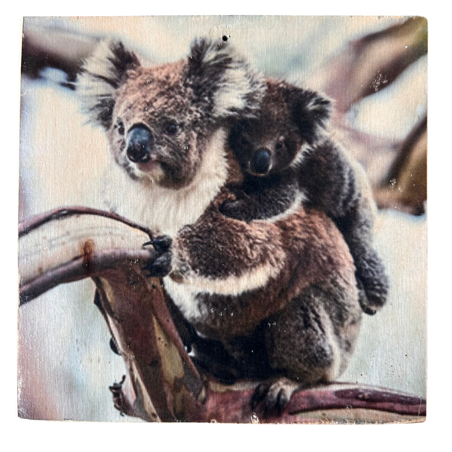 Holzbild mit Motiv: Eine Koala Mutter und ihr Kleines Koalababy auf dem Rücken sitzen auf einem Ast. Format 15x15cm. Handgefertigter Fotodruck auf Holz 