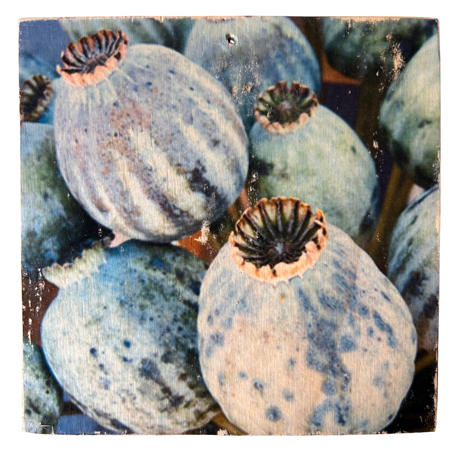 Ein Bild von Mohnkapseln auf Holz gezogen. Die Mohnkapseln haben wunderschöne Farben - blau, violett und grün. Format 15x15cm. Handgefertigter Fotodruck auf Holz 