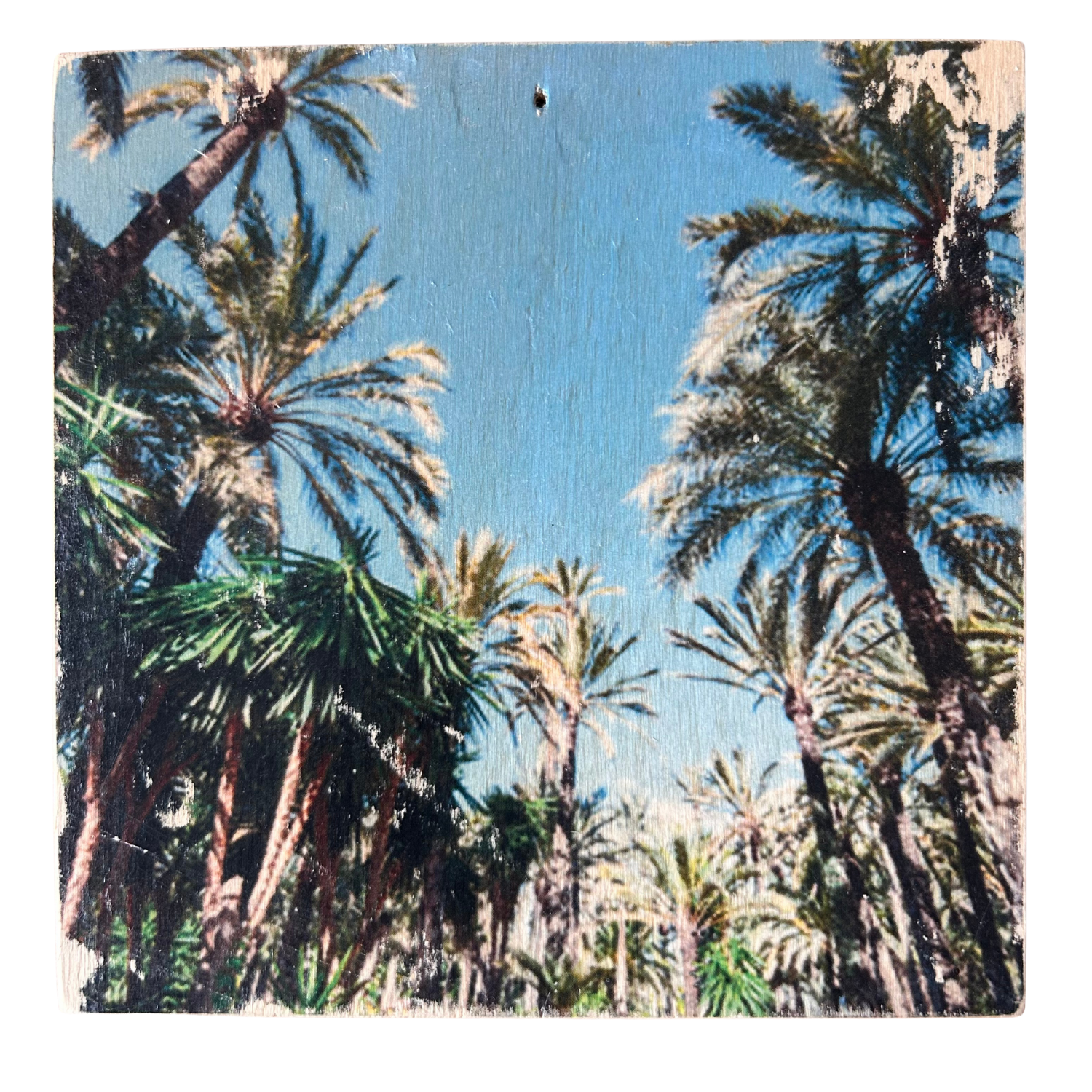 Holzbild mit tropischen Palmen unter blauem Himmel. Format 15x15cm. Handgefertigter Fotodruck auf Holz 