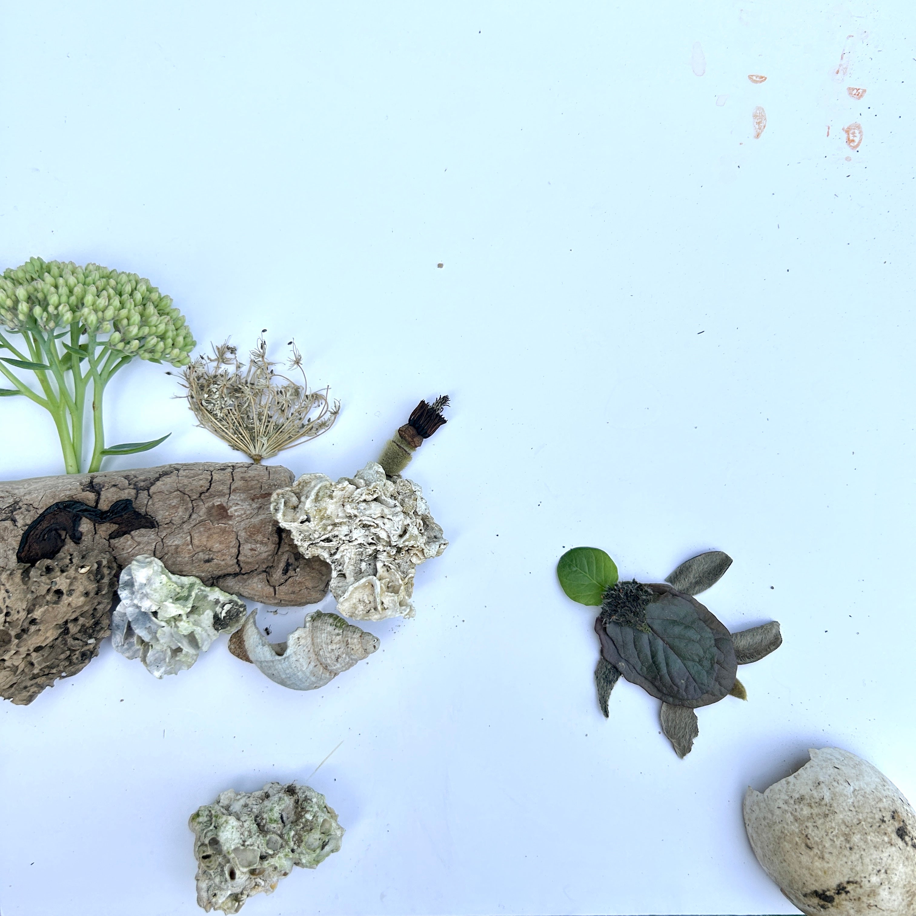 Poster Natur Collage "Baby Meeresschildkröte" (21 x 21 cm)