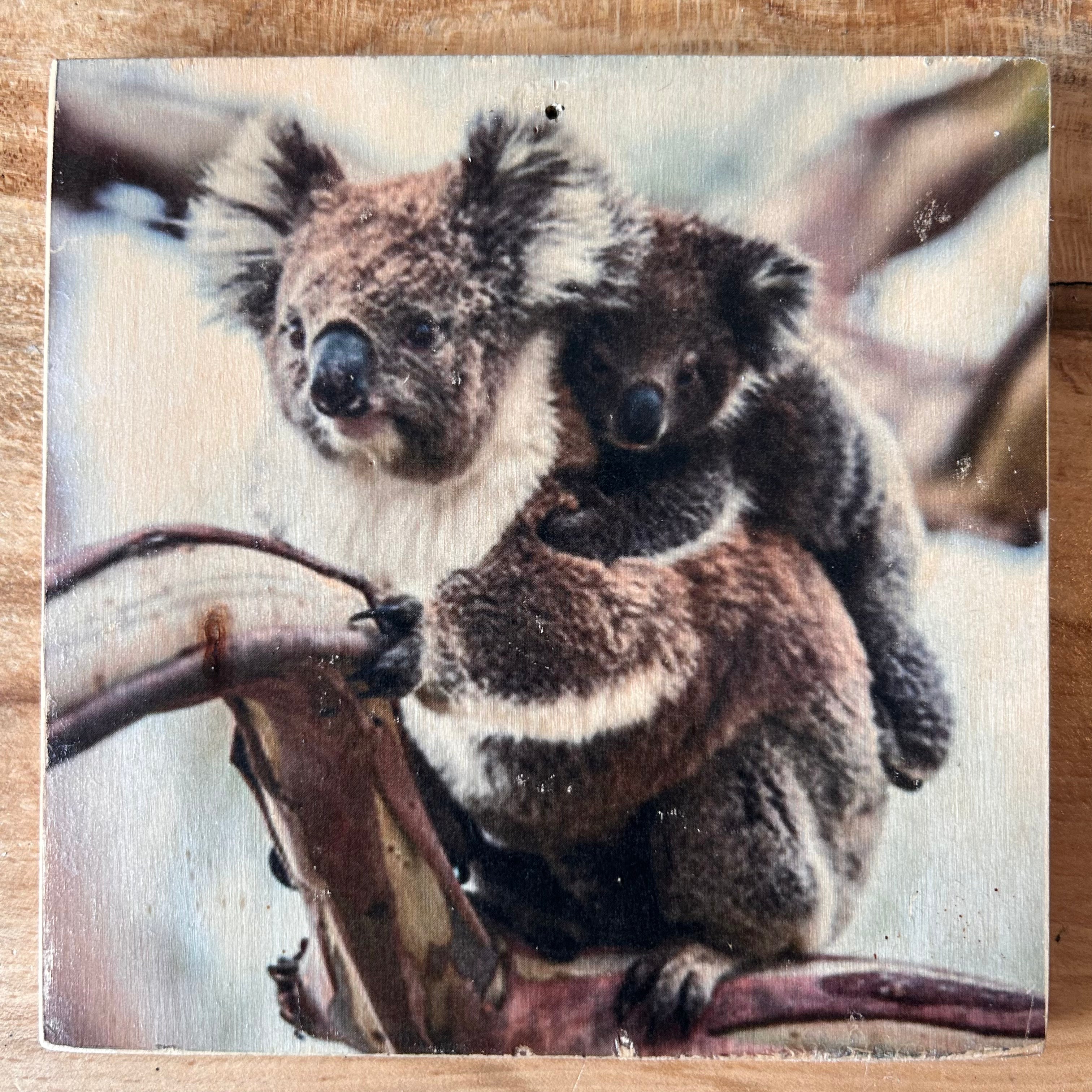 Holzbild mit Motiv: Eine Koala Mutter und ihr Kleines Koalababy auf dem Rücken sitzen auf einem Ast. Format 15x15cm. Handgefertigter Fotodruck auf Holz 