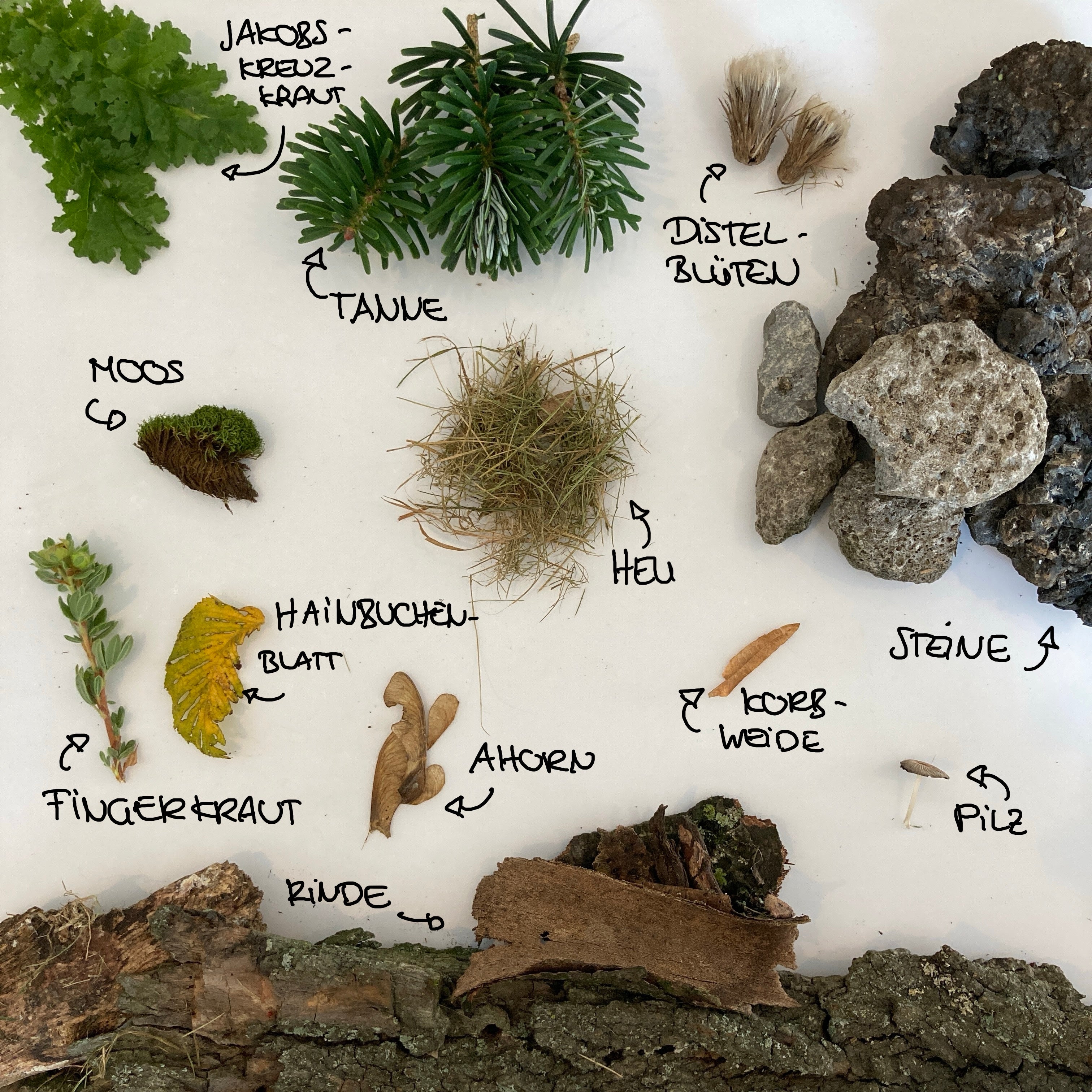 Poster Natur Collage "Elch" (21 x 21 cm)