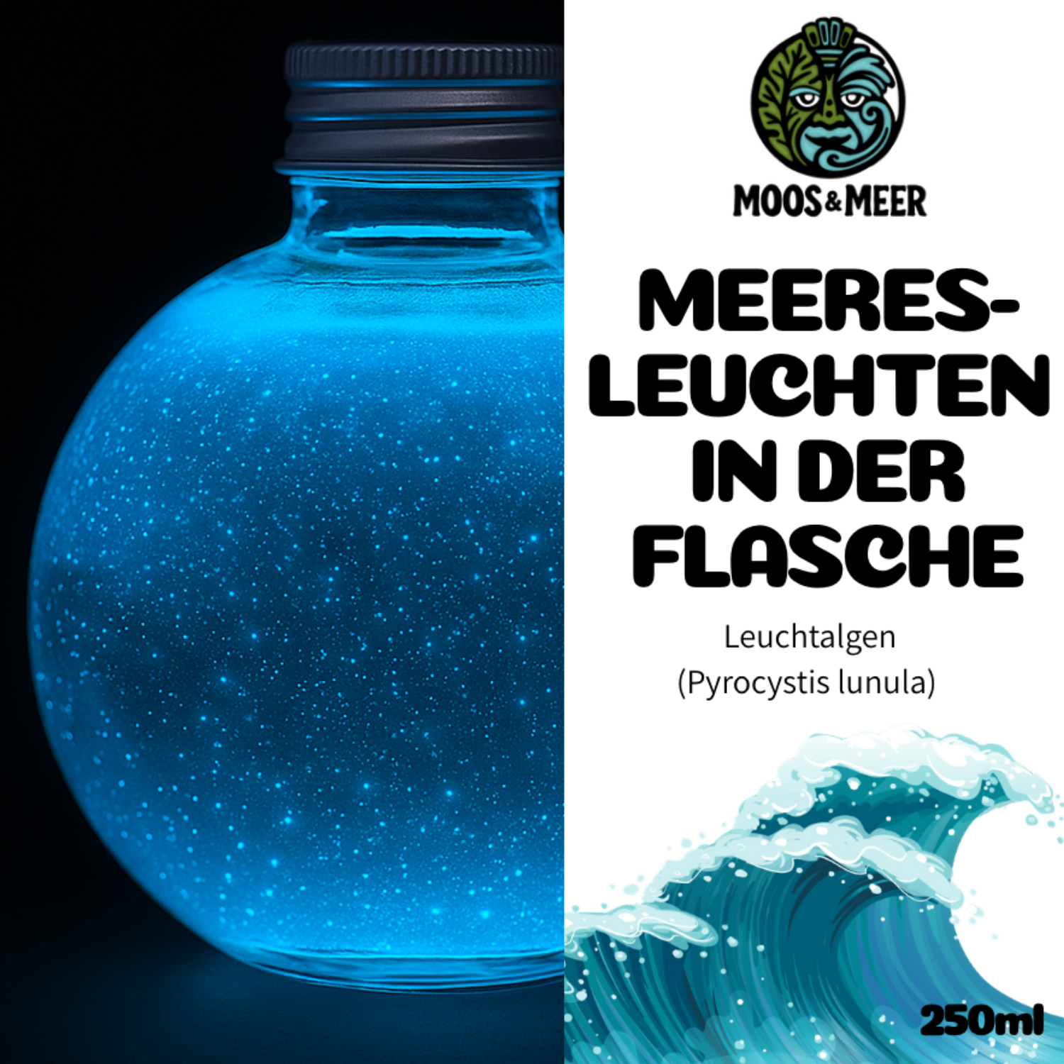 Meeresleuchten in der Flasche. Diese Algen leuchten im Dunkeln. Das biolumineszente Plankton wurde vermehrt in Deutschland. Zu kaufen in einer 250ml Flasche. 