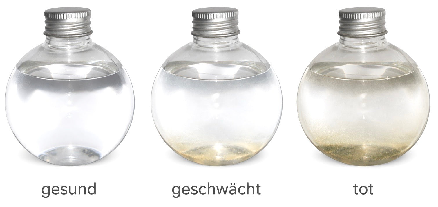 Vergleich von Meeresleuchten in der Flasche. Links: Eine gesunde, klare Flüssigkeit mit Dinoflagellaten. In der Mitte eine geschwächte Kultur, mit schlierigem  Bodensatz. Links: Die Leuchtalgen Pyrocystis lunula sind leider verstorben. Die Flasche ist trüb. 
