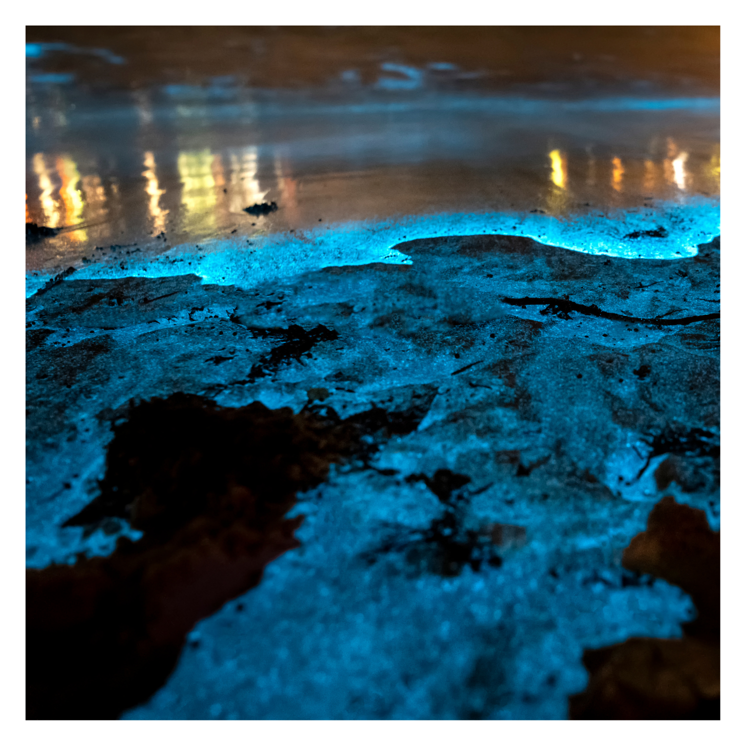 Der dazugehörige Text informiert dich: Meeresleuchten in der freien Natur beobachten - wo geht das eigentlich und wie und wodurch entsteht Biolumineszenz im Meer?