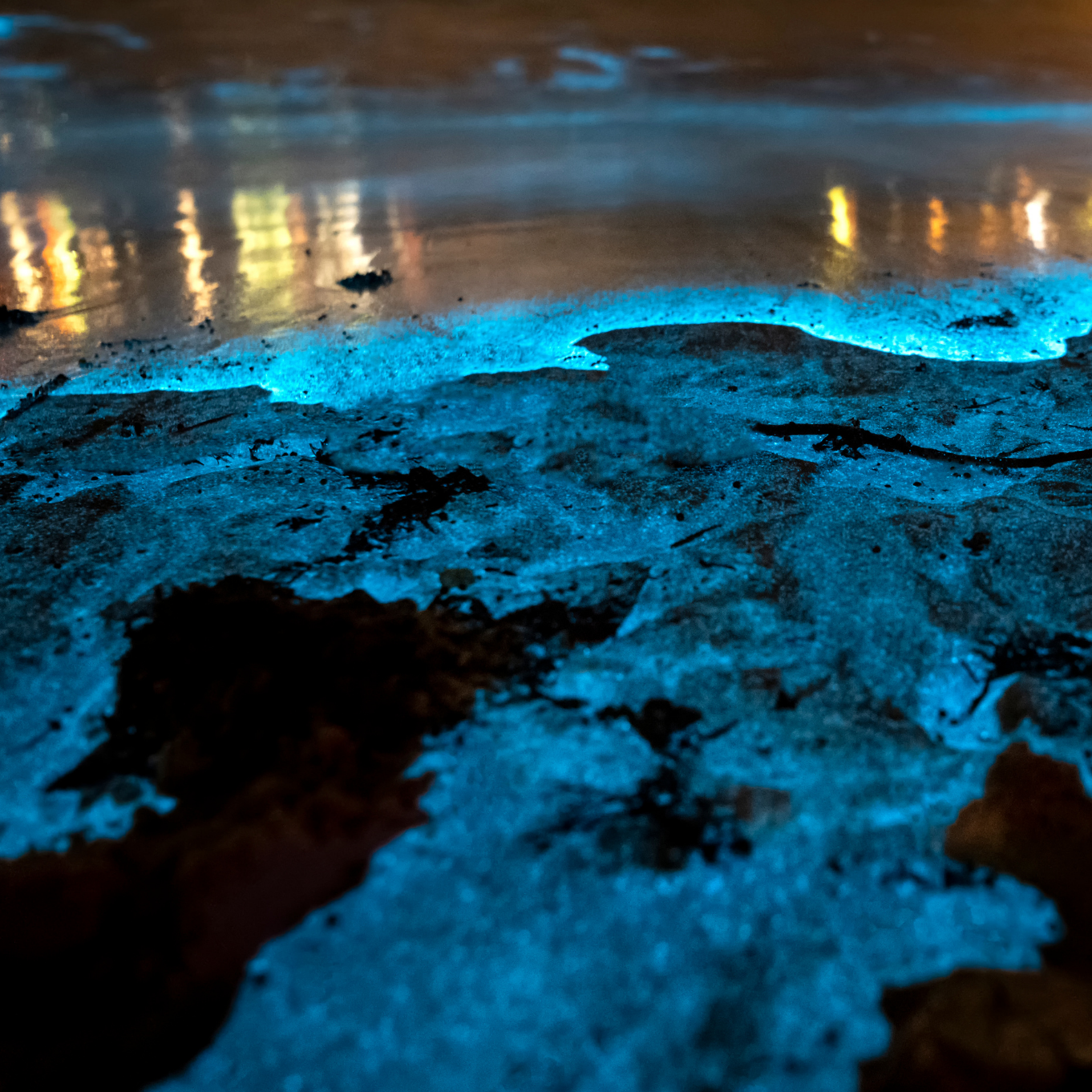 Meeresleuchten in einer Bucht. Das Wasser leuchtet blau. In der Brandun spiegeln sich Lichter. Das Bild ist von Canva Pro. 